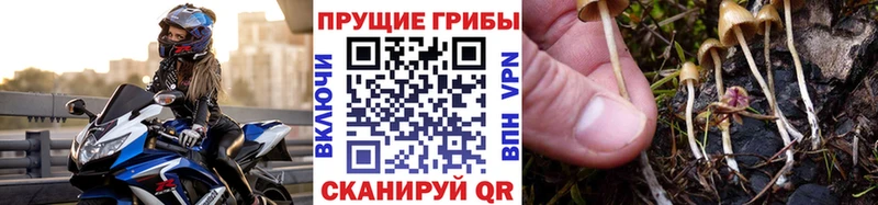 Псилоцибиновые грибы Psilocybine cubensis  Камызяк 